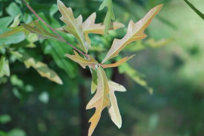 Quercus nigra - dub černý - listy